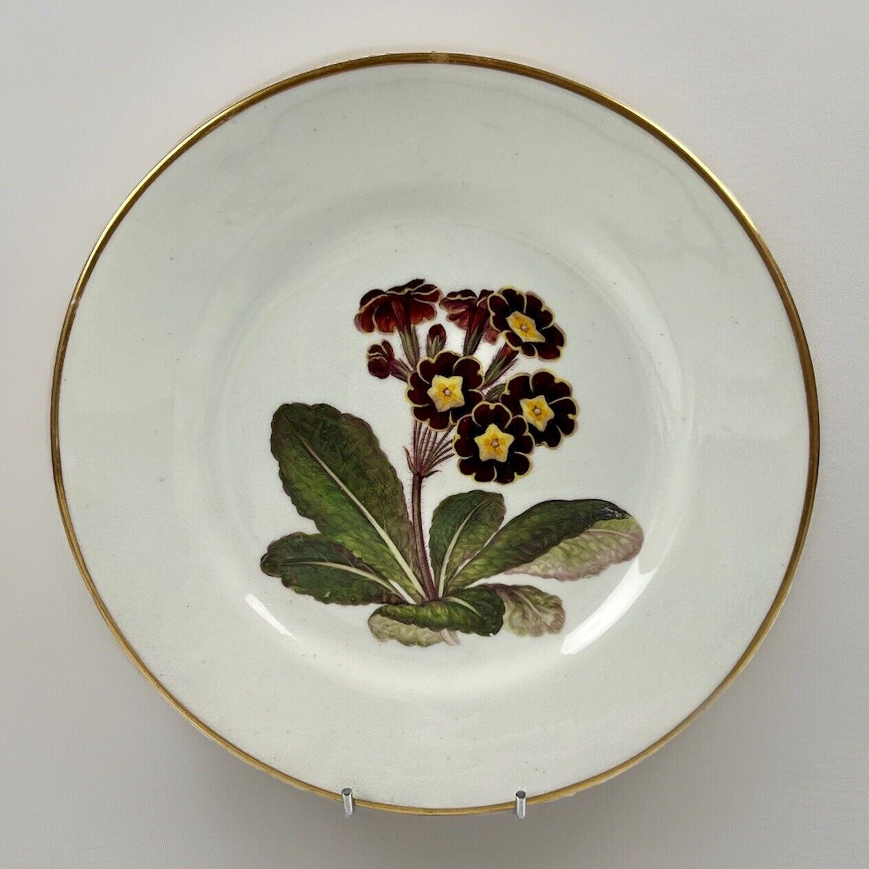Quaker Pegg Derby botanical plate with 'Polyanthus" study c.1813-15.