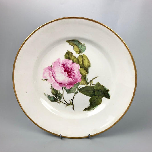 Quaker Pegg Derby botanical plate with "Cabbage Rose" study c.1813-15.