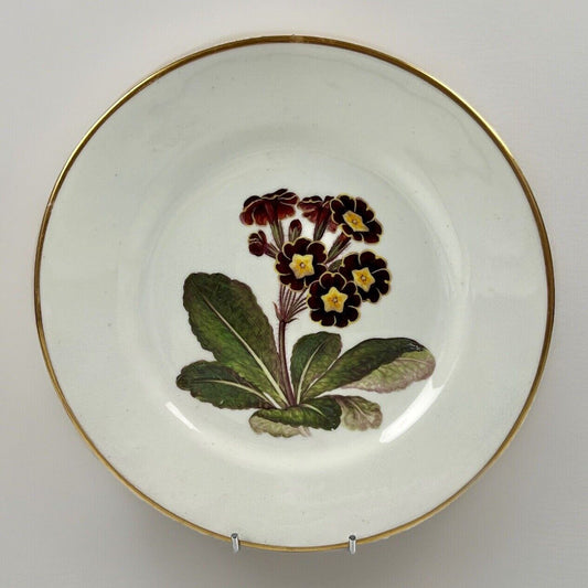 Quaker Pegg Derby botanical plate with 'Polyanthus" study c.1813-15.
