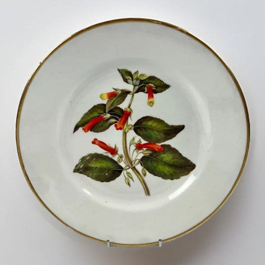 A Quaker Pegg Derby botanical plate with 'New Brazil Gesneria" study c.1813-15.