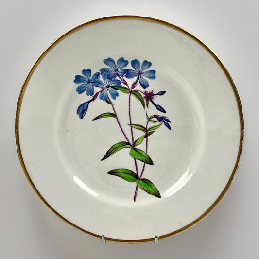 Quaker Pegg Derby botanical plate with 'Early Flowering Phlox" study c.1813-15.