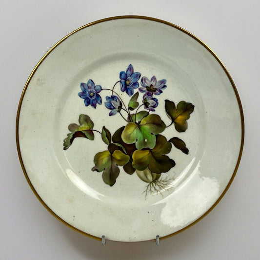 Quaker Pegg Derby botanical plate with 'Single Blue Hepatica" study c.1813-15.