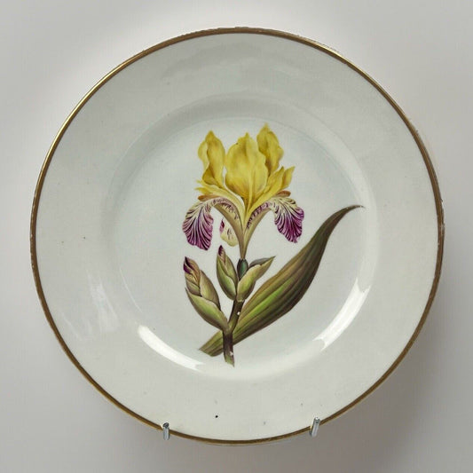 "Quaker" Pegg Derby Botanical Plate With "Variegated Iris" Study. c.1813-15.